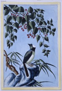 Uccello - stampa giapponese da Japanese School