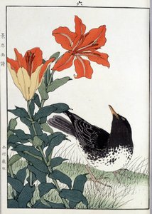 Merlo e fiori di giglio - stampa giapponese da Japanese School