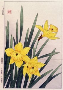 Narcisi chiusi - Stampa giapponese