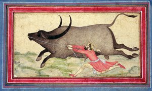 Bufalo in fuga, Johnson Album XIV, n.11, verso, c.1700 da School Mughal