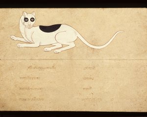 Foglio di un manoscritto sui gatti siamesi, inizio XX secolo