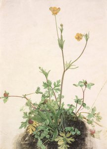Tedesco: Ranuncolo, trifoglio rosso e piantaggine Ranuncolo, trifoglio rosso e piantaggine da School of Albrecht Dürer