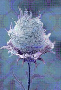 Wood Avens4, 2019 da Scott J. Davis