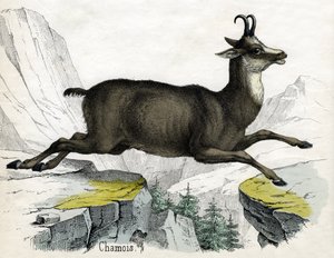Stampa antica di un camoscio da Scottish School