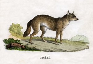 Stampa Antica di uno Sciacallo da Scottish School
