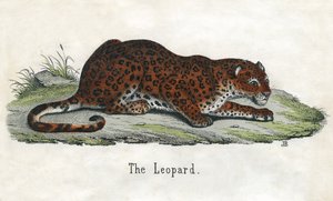 Stampa antica di un leopardo africano