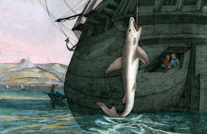 Grande squalo bianco catturato in mare da Scottish School