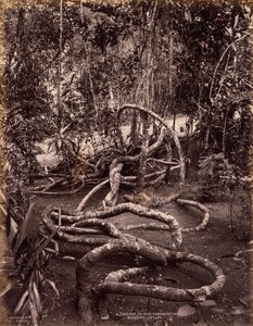 Una rampicante nei giardini di Peradeniya, Ceylon da Scowen and Co.