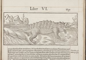 Cosmographia, Fol 1137, 1544 da Sebastian Munster