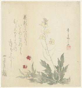 Piante in fiore da Seiseikyo Ryûshi