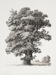 Studi sugli alberi: "After Nature" in relazione al disegno paesaggistico da S.h. Petersen