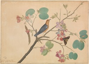 Un tordo dalla testa arancione e una falena testa di morto su un ramo di orchidea di ebano viola da Shaikh Zain ud Din (fl.1777 83)