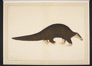 Pangolino o formichiere squamoso da Shaikh Zain ud Din (fl.1777 83)