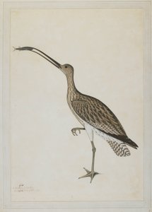 Curlew orientale che divora un gobione da Shaikh Zain ud Din (fl.1777 83)