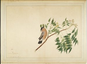 Storno Brahmino su Ramo di Neem, foglio da una Serie Commissionata da Lady Impey, 1780