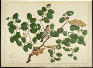 Storno Brahminy con Due Falene Antheraea, Bruco e Bozzolo su Albero di Giuggiola Indiana, foglio da una Serie Commissionata da Lady Impey