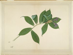 Pianta di Zenzero Crepe, foglio da una Serie Commissionata da Lady Impey, c.1780