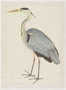Airone cenerino, foglio da una serie commissionata da Lady Impey, c.1780-82