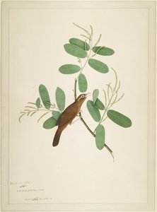 Hwamei su Ramo di Terminalia, foglio da una Serie Commissionata da Lady Impey, 1780 da Shaikh Zain ud Din