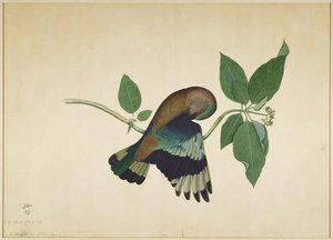 Roller indiano su ramo di sandalo, foglio da una serie commissionata da Lady Impey, 1779