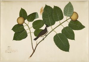 Bulbul dalle guance rosse e falena Aganais Ficus su ramo di Kadamba, foglio da una serie commissionata da Lady Impey, 1777 da Shaikh Zain ud Din