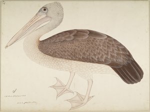 Pellicano dal becco macchiato, foglio da una serie commissionata da Lady Impey, c.1780-82 da Shaikh Zain ud Din