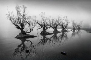 Alberi spogli nella nebbia da Shanrui Ren