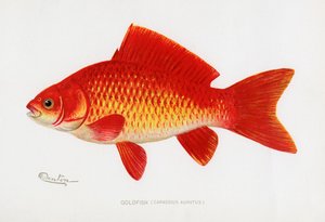 Pesce rosso (Carassius Auratus)
