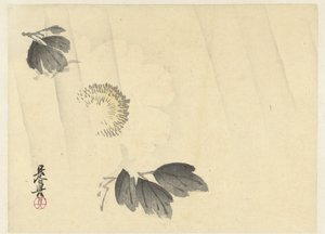 Peonia bianca sotto la pioggia da Shibata Zeshin