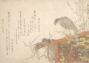 Falco legato al posatoio da Shinsai
