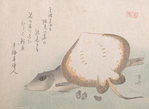 Razza e gallinella da Shinsai