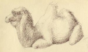 Cammello, c1951