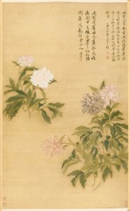 Peonie da Shouping Yun