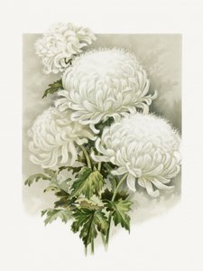 Signora Alpheus Hardy da Sidney Thomas Callowhill