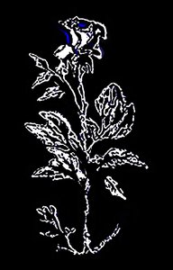 Eleganza notturna scintillante