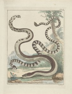 Serpenti a coda piatta