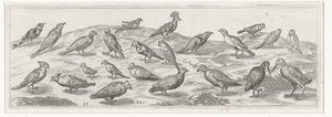 Paesaggio con diversi tipi di uccelli da Simon Frisius