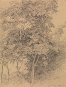 Studio di un albero da Sir David Wilkie