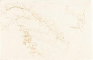Caprifoglio