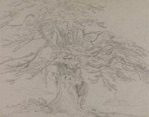Studio di un Albero da Sir George Howland Beaumont seventh Baronet