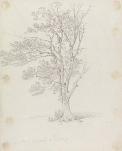 Albero a Easton Park da Sir George Howland Beaumont seventh Baronet