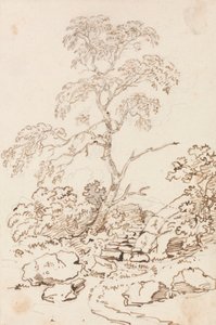Albero vicino ai gradini