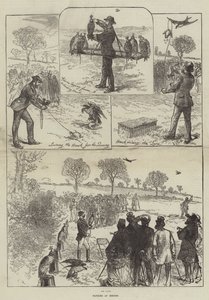 Falconeria a Hendon da Sir John Charles Robinson
