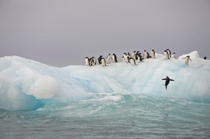 Pinguini Adelia, Pygoscelis adeliae, su un iceberg, 2022 da Sisse Brimberg