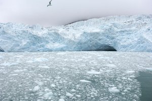 Pezzi di ghiaccio dai ghiacciai vicini galleggiano nel mare artico, Isole Svalbard, Norvegia da Sisse Brimberg
