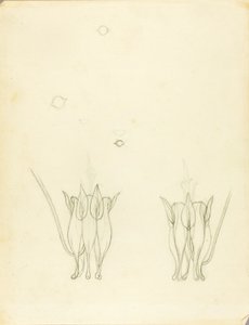 Acacie