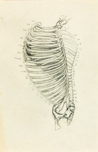 Anatomia da Solon H. Borglum