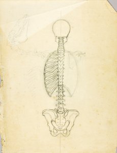 Studio di anatomia da Solon H. Borglum