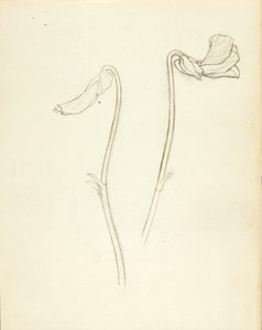 Fiore chiuso e aperto da Solon H. Borglum