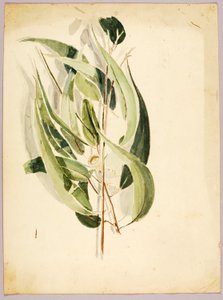 Studio di Pianta, fine XIX-inizio XX secolo da Solon H. Borglum